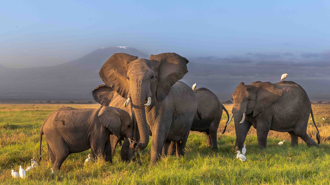 Day 2 - Amboseli – Game viewing and exploration