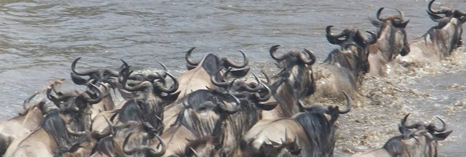 Day 1 - Nairobi / Coast to Maasai Mara