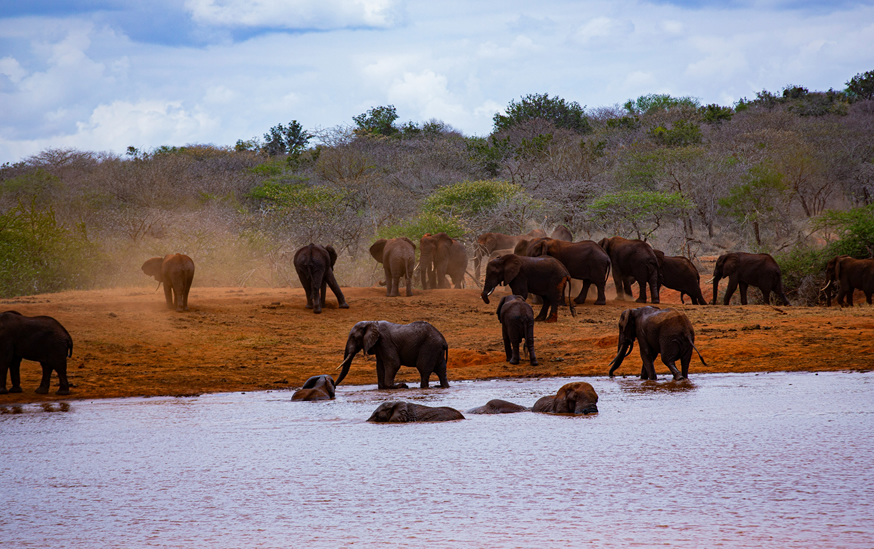 Day 4 - Tsavo East – Game viewing and exploration