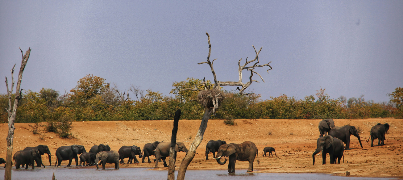 Day 4 - Tsavo West – Game viewing and exploration