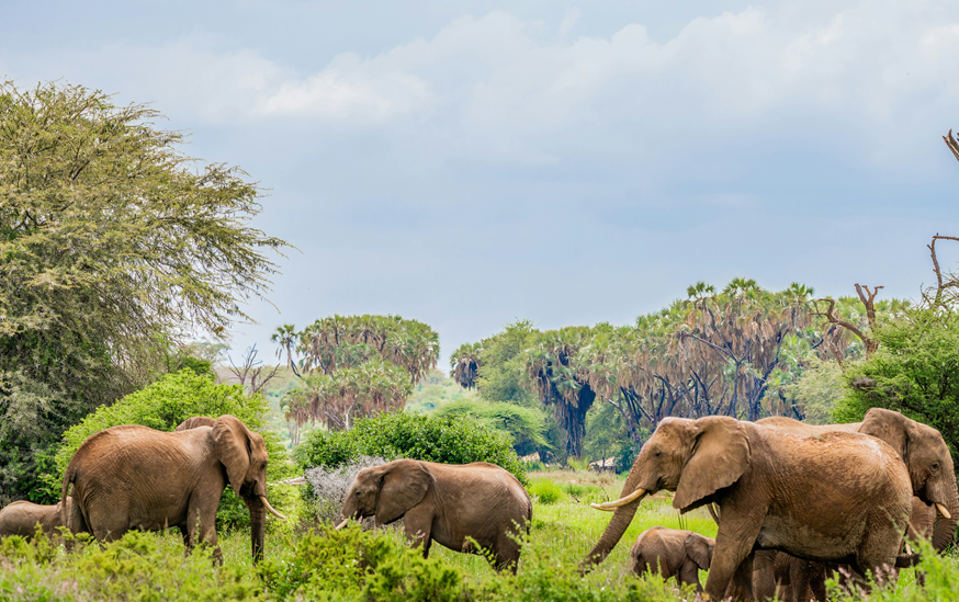 Day 1 - Nairobi / Coast to Samburu