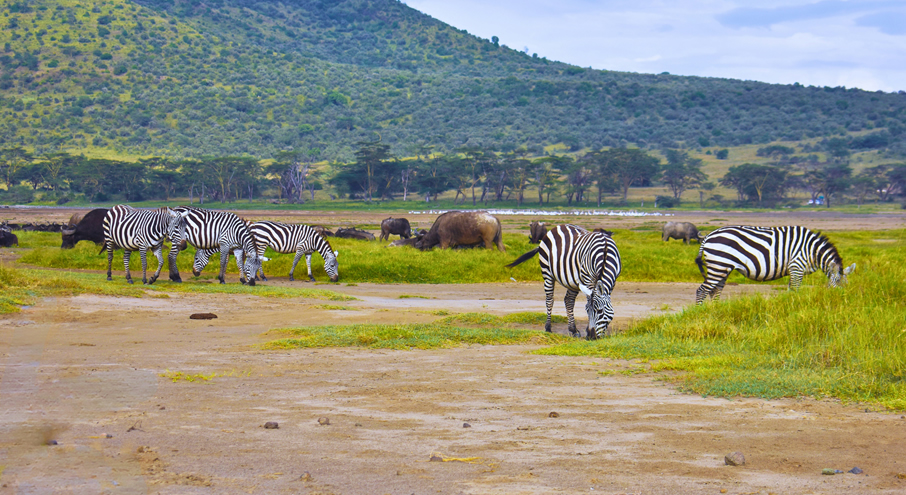 Lake Nakuru National Park safari landscape